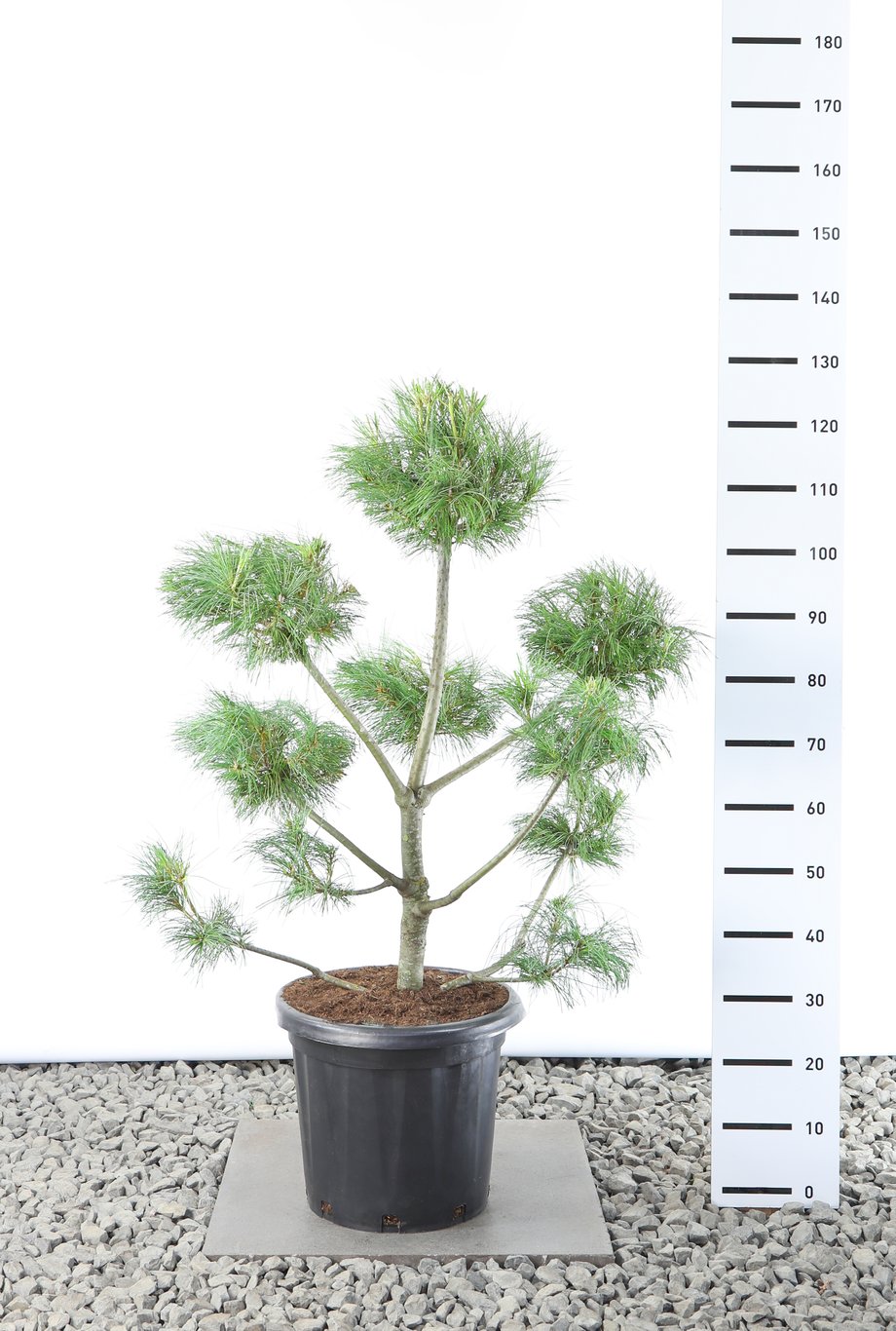 Pinus armandii - 80-100 CM Multiplateau EXTRA in Cont.